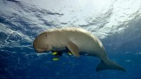 Palk Bay Dugong Reserve