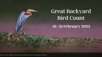 Great Backyard Bird Count (GBBC)