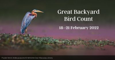 Great Backyard Bird Count (GBBC)
