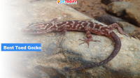 Indian Army’s Bent-Toed Gecko