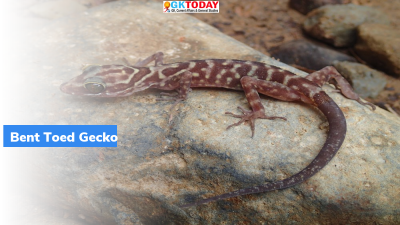 Indian Army’s Bent-Toed Gecko