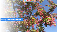 Climate Change: Early Flowering in UK