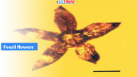 Two new Fossil Flowers in Myanmar