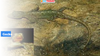 Western Ghats: New gecko species