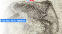 Merovingian dynasty headless horse remains