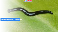 Humbertium covidum: New hammerhead flatworm species