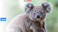 Vaccination of Wild Koalas Against Chlamydia