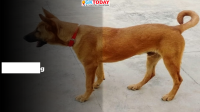 Study of ‘Kombai’ Dog