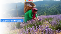 Lavender Cultivation’ in Ramban