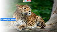Assam Leopard census