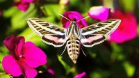 Recent Study on Pollination of Moths