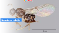 Neuroterus valhalla: New Wasp species