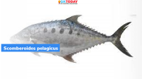 Scomberoides pelagicus: New fish (Pola Vatta)
