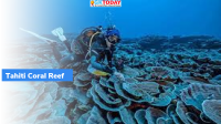 Tahiti Pristine Coral reef