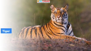 सरिस्का टाइगर रिजर्व (Sariska Tiger Reserve) में बाघों की संख्या में वृद्धि दर्ज की गई
