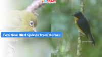Two New Bird Species from Borneo