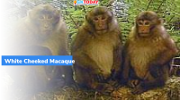White Cheeked Macaque