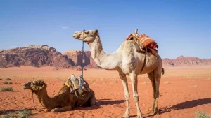 राजस्थान सरकार ने ऊंट संरक्षण और विकास नीति (Camel Protection and Development Policy) की घोषणा
