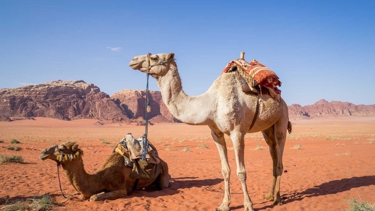 Camel Protection and Development Policy - Important facts on this - GKToday