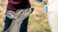Omicron Variant in White-Tailed Deer