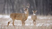 Deer-to-Human COVID-19 Transmission