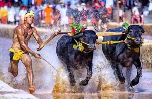 कर्नाटक में मंगलुरु कम्बाला का आयोजन किया जाएगा