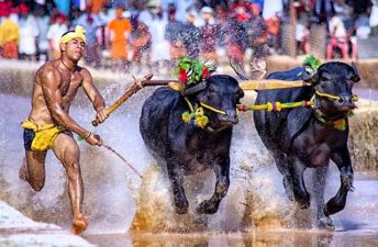 Mangaluru Kambala