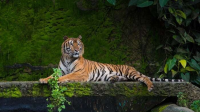 Manas National Park- Rise in Tiger Population