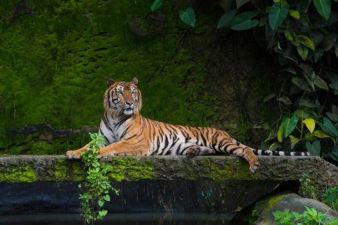 Manas National Park- Rise in Tiger Population