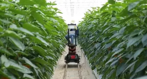 दिल्ली शहरी खेती अभियान (Delhi Urban Farming Campaign) क्या है?
