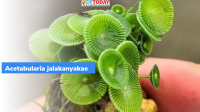 Acetabularia jalakanyakae