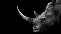Wildlife Conservation Bond