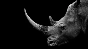 दुनिया का पहला वन्यजीव संरक्षण बांड (Wildlife Conservation Bond) जारी किया गया
