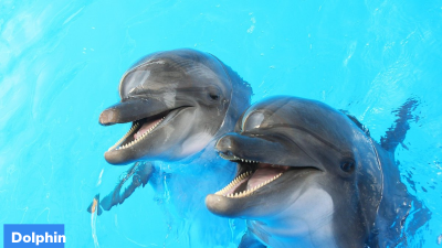 National Dolphin Day