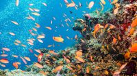 Study: Fish in Great Barrier Reef Fading
