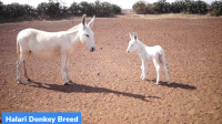 Halari Donkey Breed