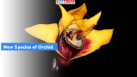Ecuador’s New Species of Orchid