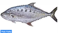 Kerala: Identification of New Marine Species