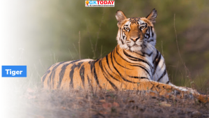 भारतीय वन्यजीव संस्थान (WII) ने सुंदरबन के बाघों पर रिपोर्ट जारी की