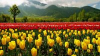 Srinagar Tulip Festival