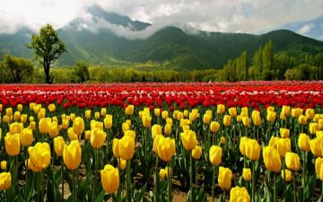 Srinagar Tulip Festival