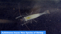 Actinimenes koyas: New Species of Shrimp