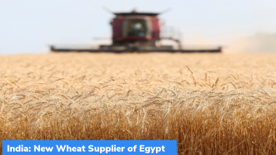 India: New Wheat Supplier of Egypt
