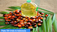 Palm Oil Crisis in Indonesia