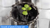 Growth of plants in lunar soil