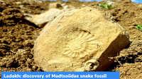 Ladakh: discovery of Madtsoiidae snake fossil