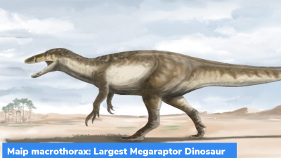 Maip macrothorax: Largest Megaraptor Dinosaur