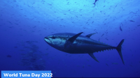 World Tuna Day 2022