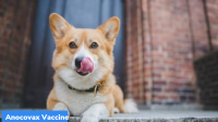 Anocovax: India’s first COVID-19 vaccine for animals