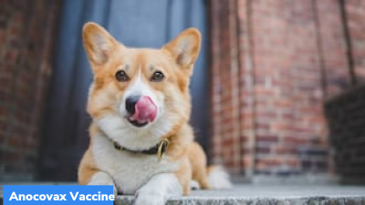 Anocovax: India’s first COVID-19 vaccine for animals